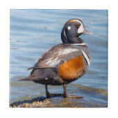 Schöne Harlequin-Ente am Felsen Fliese (Vorderseite)