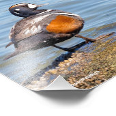 Schöne Harlequin-Ente am Felsen Fotodruck (Ecke)