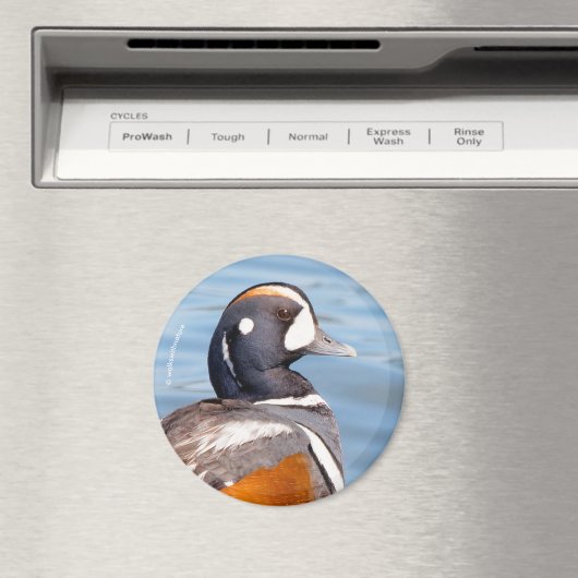 Schöne Harlequin-Ente am Felsen Magnet (In Situ (Geschirrspüler))