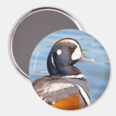 Schöne Harlequin-Ente am Felsen Magnet (Vorderseite/Rückseite)