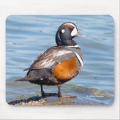 Schöne Harlequin-Ente am Felsen Mousepad (Vorne)