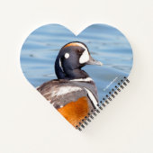 Schöne Harlequin-Ente am Felsen Notizbuch (Rückseite)