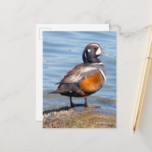 Schöne Harlequin-Ente am Felsen Postkarte