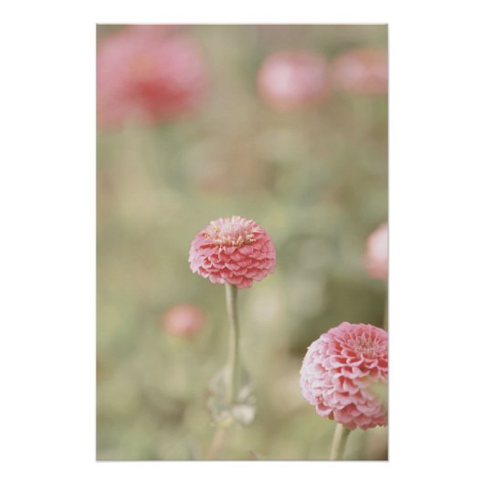 Schöne hellrosa Blume Blossom Blumenstrauß Poster (Vorderseite)