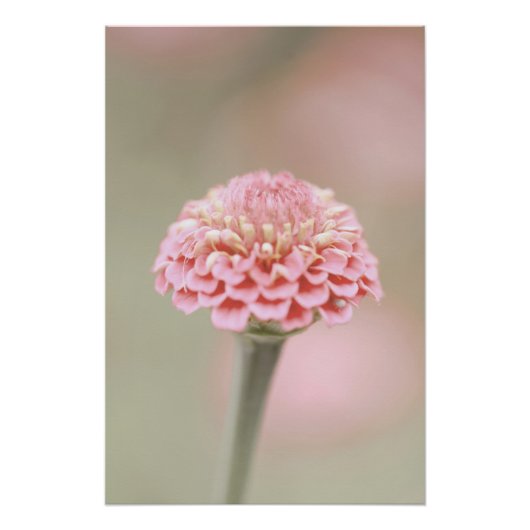 Schöne hellrosa Blume Blossom Blumenstrauß Poster (Vorderseite)