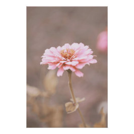 Schöne hellrosa Blume Blossom Blumenstrauß Poster