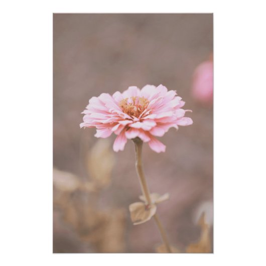 Schöne hellrosa Blume Blossom Blumenstrauß Poster (Vorderseite)