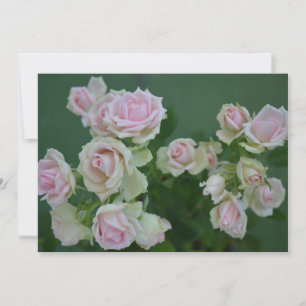 Schöne hellrosa Rose Einladung