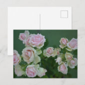 Schöne hellrosa Rose Feiertagspostkarte (Vorne/Hinten)