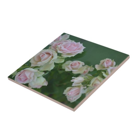 Schöne hellrosa Rose Fliese (Seite)