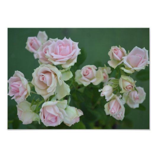 Schöne hellrosa Rose Fotodruck (Vorne)