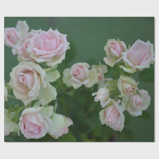 Schöne hellrosa Rose Geschenkpapier (Flach)