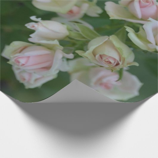 Schöne hellrosa Rose Geschenkpapier (Ecke)