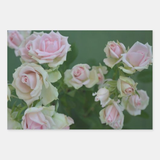 Schöne hellrosa Rose Geschenkpapier Set (Vorderseite 2)