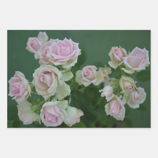 Schöne hellrosa Rose Geschenkpapier Set (Vorderseite 3)