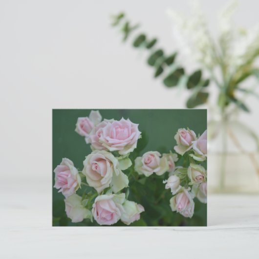 Schöne hellrosa Rose Postkarte (Stehend Vorderseite)