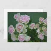 Schöne hellrosa Rose Postkarte (Vorne/Hinten)