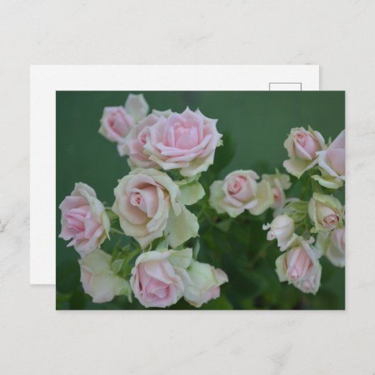 Schöne hellrosa Rose Postkarte (Vorne/Hinten)