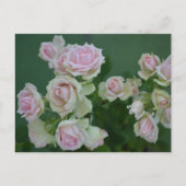 Schöne hellrosa Rose Postkarte (Vorderseite)