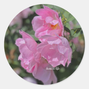 Schöne hellrosa Rose Runder Aufkleber