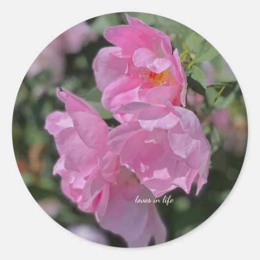 Schöne hellrosa Rose Runder Aufkleber (Vorderseite)