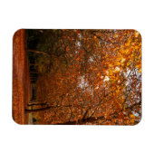 Schöne Herbstbäume Magnet (Horizontal)