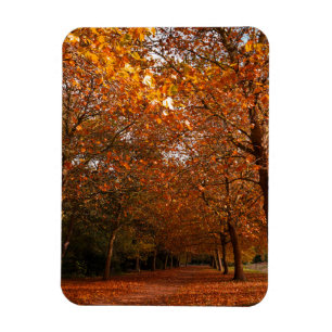 Schöne Herbstbäume Magnet