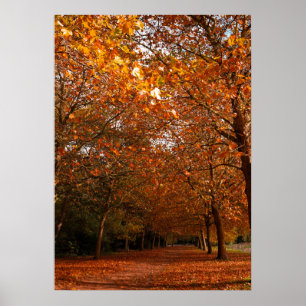 Schöne Herbstbäume Poster
