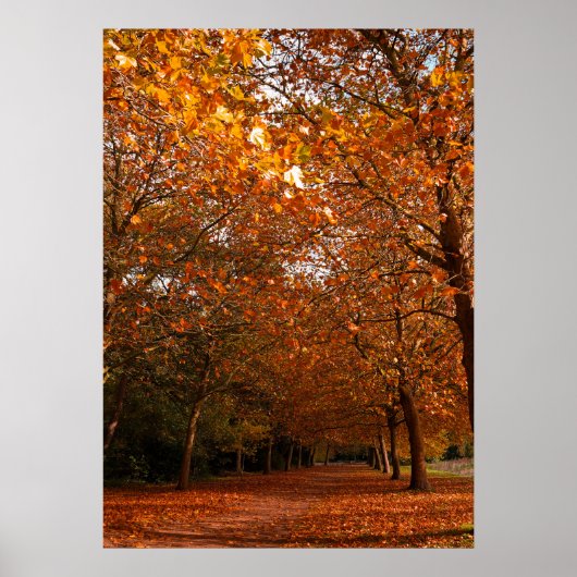 Schöne Herbstbäume Poster (Vorne)