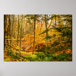 Schöne Herbstfarben Bäume Wald Poster