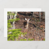 Schöne Hirsche in der Waldnaturfotografie (Vorne/Hinten)