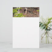 Schöne Hirsche in der Waldnaturfotografie Briefpapier (Stehend Vorderseite)
