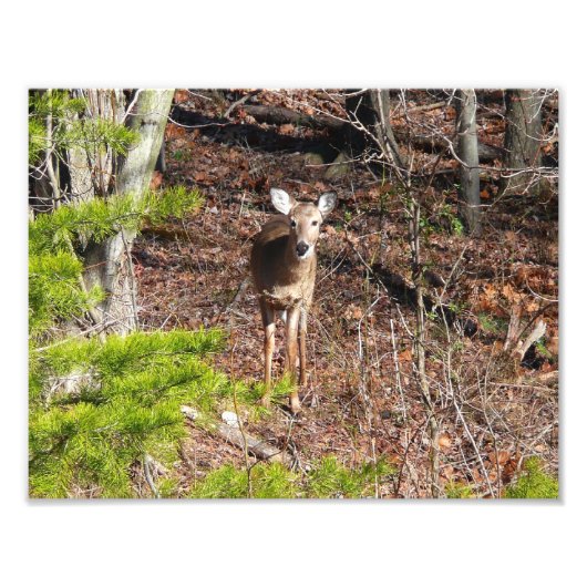 Schöne Hirsche in der Waldnaturfotografie Fotodruck (Vorne)
