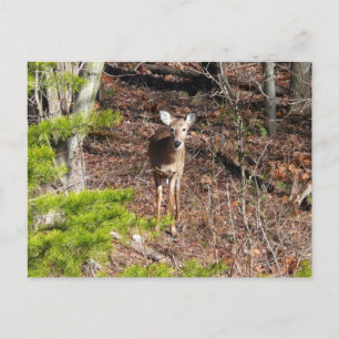 Schöne Hirsche in der Waldnaturfotografie Postkarte