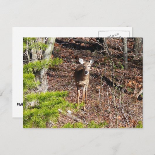 Schöne Hirsche in der Waldnaturfotografie Postkarte (Vorne/Hinten)