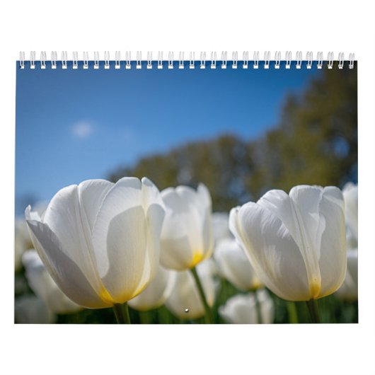 Schöne holländische Tulips Kalender (Titelbild)