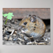 Schöne Holzmouse Poster (Vorne)
