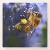 Schöne Honeybee auf der California Lilac Glasuntersetzer (Vorderseite)