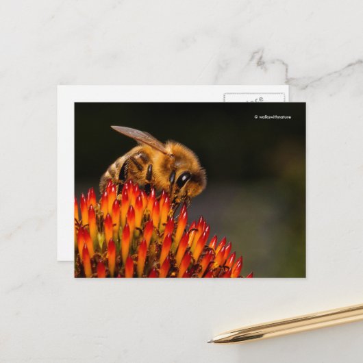 Schöne Honigbiene Pollinieren einer Blume Postkarte (Vorderseite/Rückseite Beispiel)