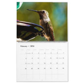 Schöne Hummingbirds - Hübsche farbenfrohe Vögel Kalender (Feb 2026)