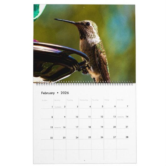 Schöne Hummingbirds - Hübsche farbenfrohe Vögel Kalender (Feb 2026)