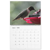 Schöne Hummingbirds - Hübsche farbenfrohe Vögel Kalender (Mär 2026)