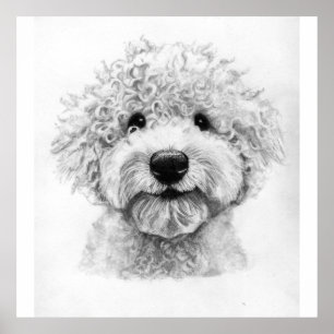 Schöne Hundskizze, Lagotto Poster