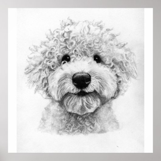Schöne Hundskizze, Lagotto Poster (Vorne)