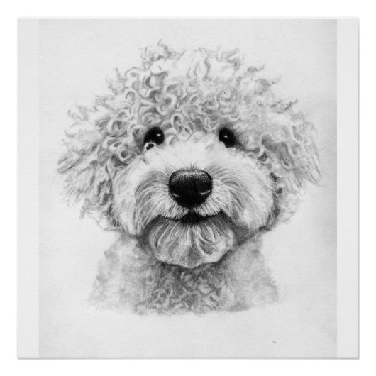 Schöne Hundskizze, Lagotto Poster (Vorderseite)