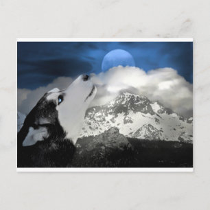 Schöne Husky Holiday Postkarte