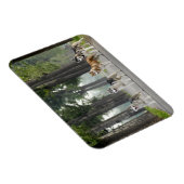 Schöne Husky Hunde auf einem Naturlehrpfad Magnet (Rechte Seite)