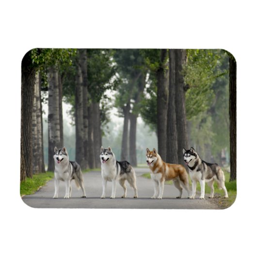 Schöne Husky Hunde auf einem Naturlehrpfad Magnet (Horizontal)