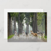 Schöne Husky Hunde auf einem Naturlehrpfad Postkarte (Vorne/Hinten)