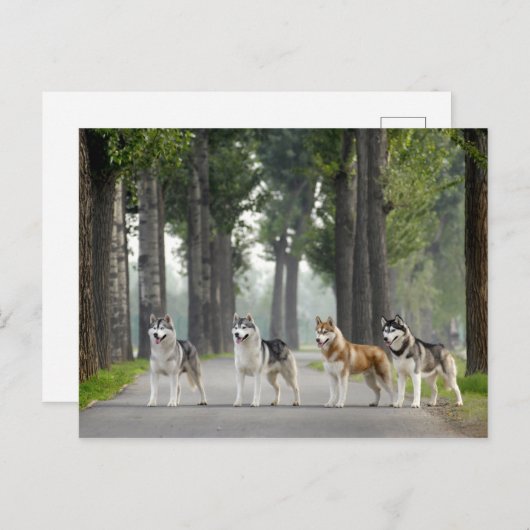 Schöne Husky Hunde auf einem Naturlehrpfad Postkarte (Vorne/Hinten)
